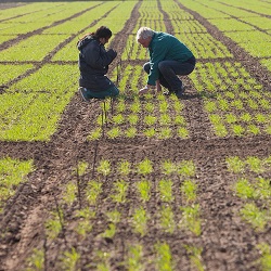 Strube trial fields